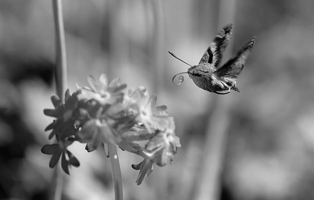 istock Humming-bird moth on the Primula denticulata in monochrome 2222731701