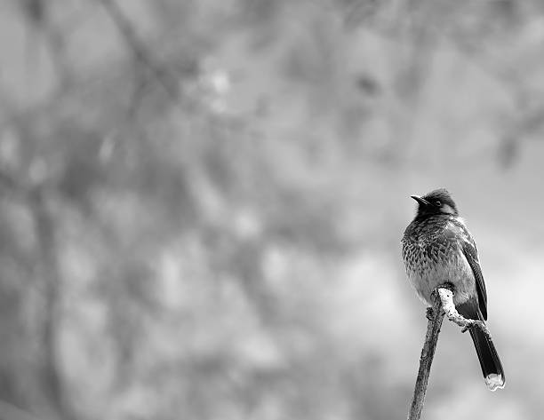 istock Red vented bulbul on the branch in monochrome 2222731702