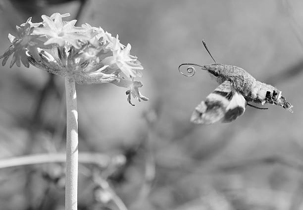 Hummingbird Clearwing Moth feeding on an elegant zinnia flower