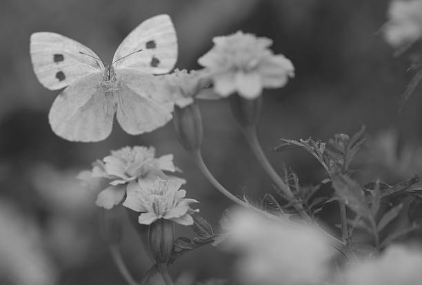 Cabbage white butterfly on the flower in monochrome