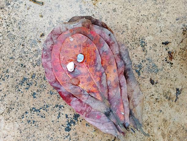 Fallen autumnal leaves with small stones lay on a textured concrete surface creating a rustic and natural background.