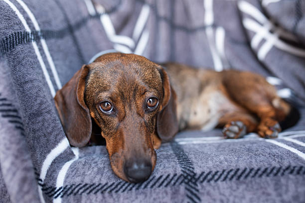 istock Brown small dachshund lying on the sofa.Brown small dachshund lying on the sofa. Pets. Comfort. 2222732741