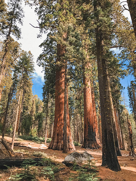 istock low angle view of sequoia national park 2222735295