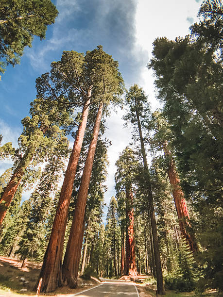istock low angle view of sequoia national park 2222735328