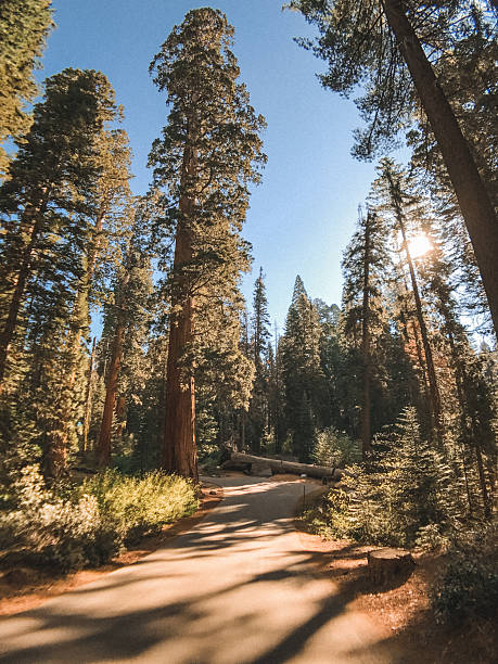 istock low angle view of sequoia national park 2222735359