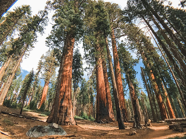 istock low angle view of sequoia national park 2222735481