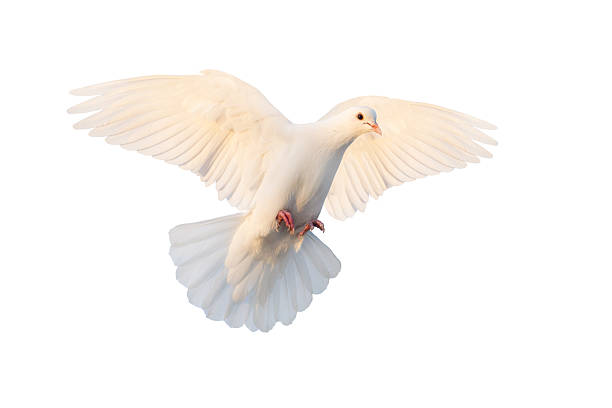 istock White dove flying with wings wide open, isolated on white 2222735716