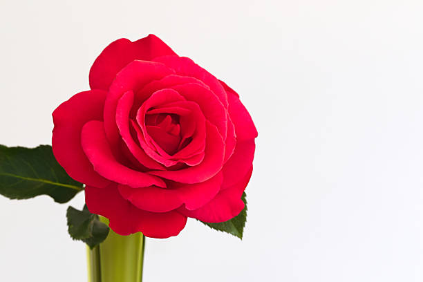A full single red rose on a plain white background.