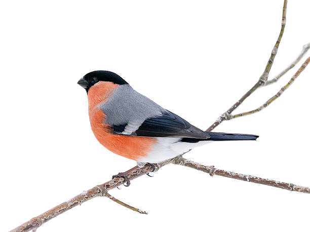 istock Male bullfinch sitting on branch isolated on white background 2222737146