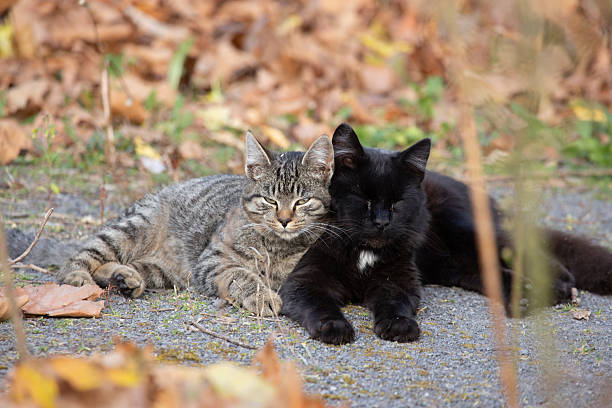 istock Two cats snuggled close together outside during autumn 2222737315
