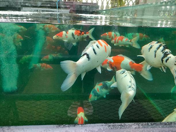 istock Colorful Koi Fish in a Clear Water Pond 2222737957