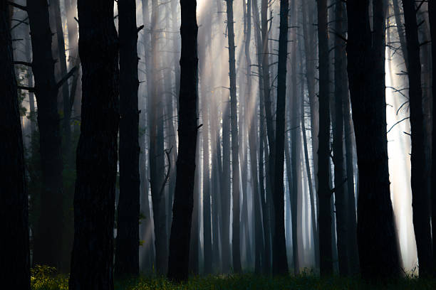 bright sunset in the woods, nature forest background