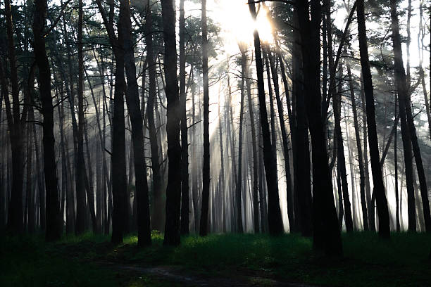 istock Sunbeams Piercing Mist in an Enchanted Summer Pine Forest 2222738226