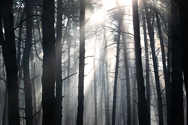 A magical summer dawn unfolds as golden sunrays slice through the soft morning fog in a dense pine woodland. Dusty beams illuminate floating mist, casting ethereal patterns across needle-strewn paths and mossy trunks. This serene moment captures the forest’s fairy-tale ambiance—where light and vapor entwine to reveal nature’s quiet mystery.