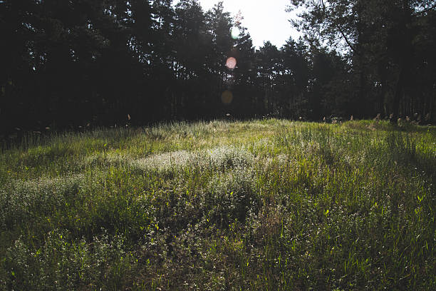 A tranquil scene capturing the vertical forms of a conifer forest interspersed with vibrant green meadows. Sunlight enhances the natural harmony of the Danish landscape, evoking a sense of serenity and woodland wonder.