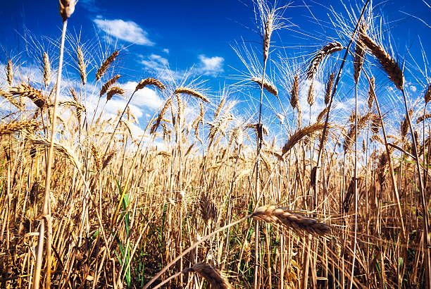 istock Wheat field in summer, with blue sky 2222739523