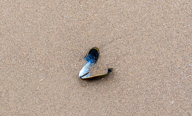 istock Mussel shell, with its dark and iridescent blue interior exposed, lies on the textured, light brown sand of a beach, New Brighton, Wirral, Merseyside, England, Britain 2222739552