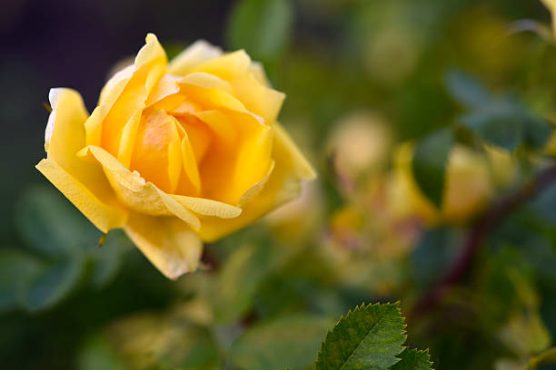 istock A yellow rose bush. A large yellow rose flower. 2222740464