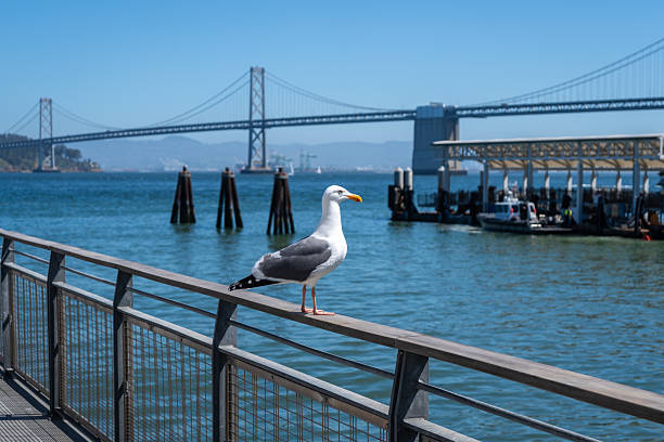 istock Seagull resting on a wooden railing with Oakland Bay Bridge behind 2222742230