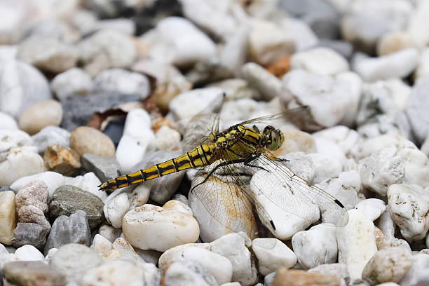 Field characters: Tot 44-50mm, Ab 29-35mm, Hw 35-41mm.Known as 'blue arrows', the males of this active species, sheering fast and low above water or perching on open ground beside it, are one of the most familiar dragonfly sights in our area.Range and Status: Found throughout our area, with the exception of the northern Scandinavia. one of the most common species.Habitat: Larger standing or slow-flowing waters, generally open and often with margins without vegetation, such as lakes, sandpits, rivers and canals.Flight Season: From the end of April to the beginning of September, most abundant from June to August.This is a common Species on the described Habitats in the Netherlands.