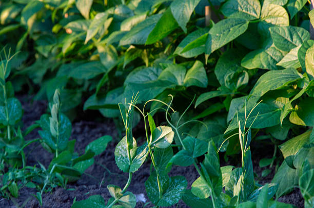 Green peas thrive alongside healthy green leaves in a garden setting under warm sunlight, showcasing nature's growth and abundance.