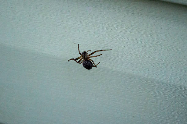 istock A spider with a dark body and long legs is seen crawling on a light-colored surface in the daytime, showcasing its intricate features 2222742661