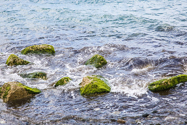 Stones on the seashore washed by waves. The stones are overgrown with green algae.