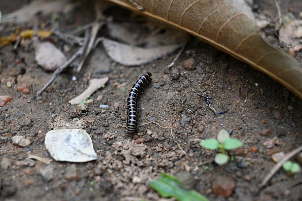 istock Greenhouse millipede. 2222745198