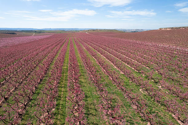 Peach Blosson near Zaragoza