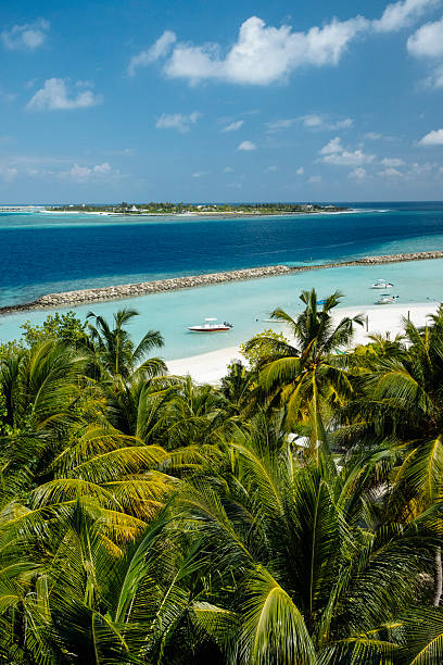 istock Tropical Beach with Lush Palms and Turquoise Waters 2222747658