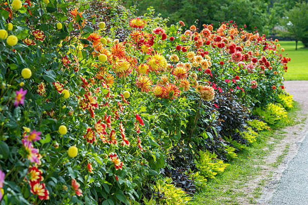 Dahlia flowerbed in sunlight