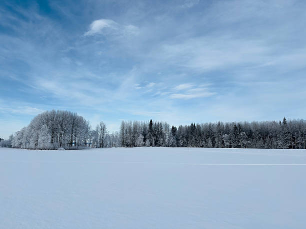 istock A beautiful winter scene with snow-covered land and trees under a clear blue sky. 2222750329