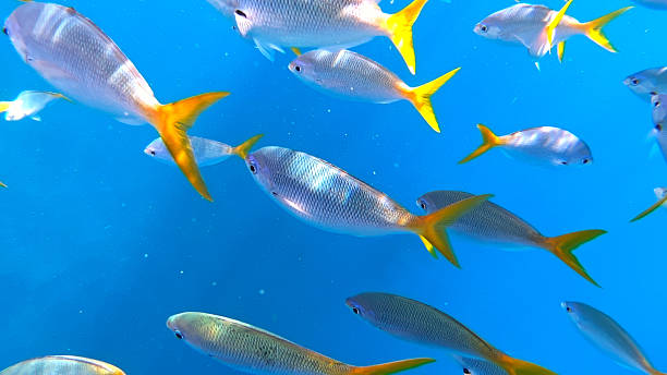 istock Underwater Fish View in Palau 2222750473