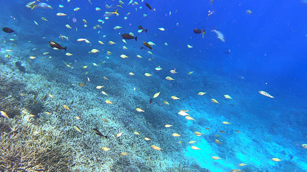 Diving on the reefs of the Palau archipelago.