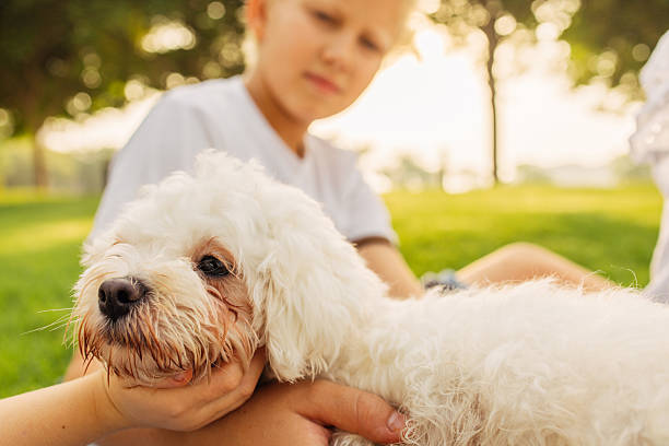 istock Child Embraces Fluffy White Dog in Sunny Park Setting 2222751027