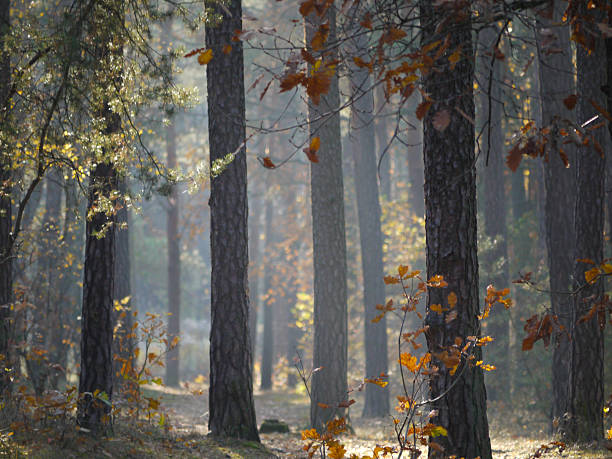 Foggy autumn forest landscaped background.