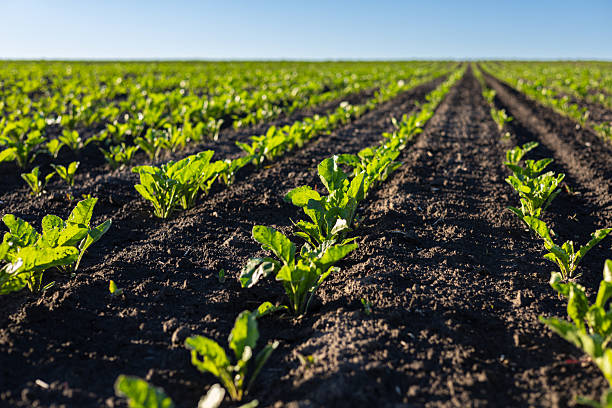 istock Vibrant sugar beet seedlings thrive in well-maintained rows across a large field, enjoying the warm sunlight and nutrient-rich soil 2222751886