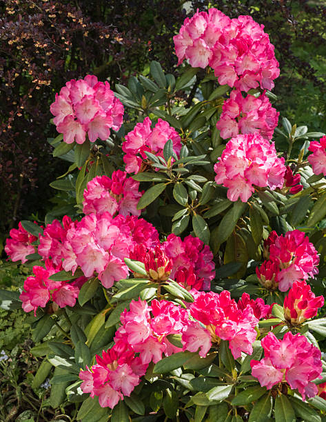 istock Close-up of pink flowering plants 2222754896