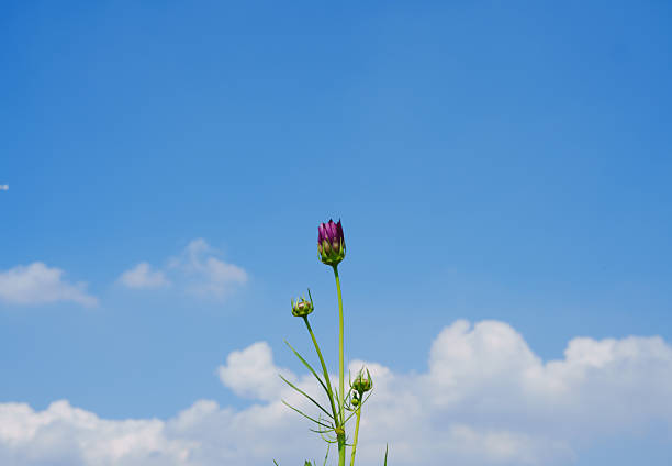 Looking up at pink cosmos flowers under the blue sky and white clouds