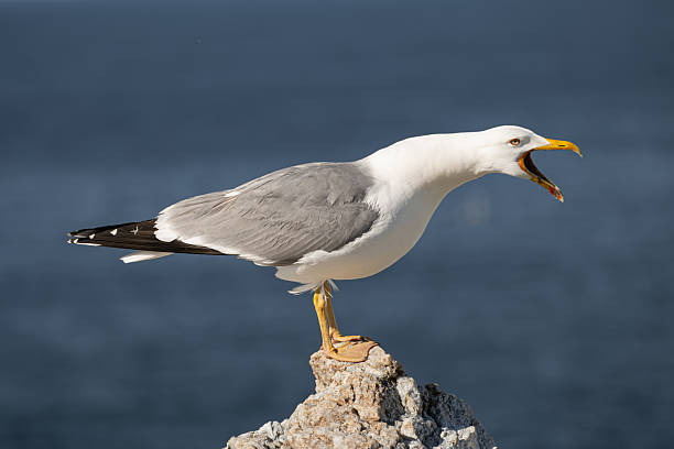 istock Seagull (Larus michahellis) Calling Out by the Coast 2222760442