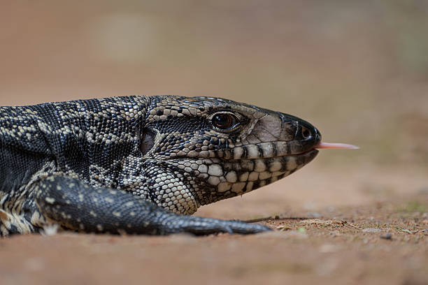 istock Profile of a Tegu Lizard (Salvator merianae) with Tongue Out 2222760445