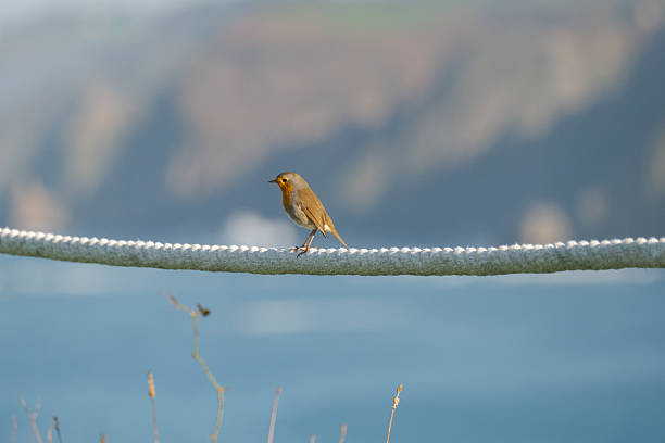 A European robin (Erithacus rubecula) perched in the foreground with the sea and rugged coastline softly visible in the background. This small bird adds a vibrant touch of wildlife to the peaceful coastal scenery.