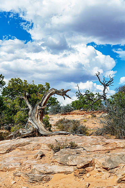 Craggy, gnarly Utah Juniper Trees in Canyonlands National Park, near Moab, Utah in the southwestern United States.