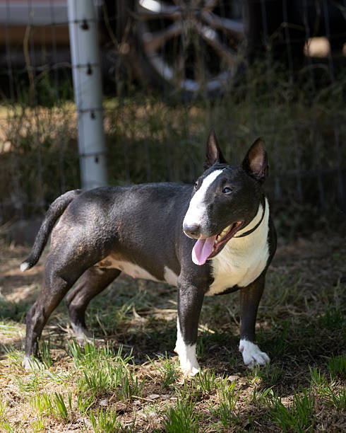 istock Brindle bull terrier looking up at the light 2222763493
