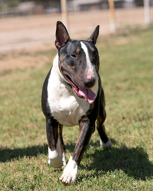 istock Happy bull terrier in the sun 2222763518