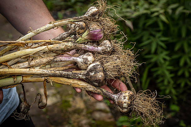 istock Freshly harvested garlic bulbs being held by a gardener 2222765249