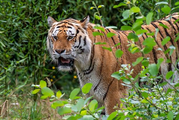 istock Majestic tiger in dense foliage 2222765626