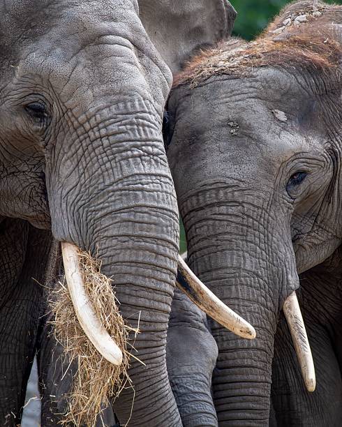 Close-up of two African elephants with tusks, one holding hay in its trunk, showcasing their wrinkled skin texture and gentle interaction.