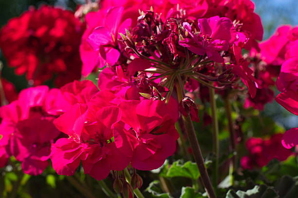 istock Colorful geranium flowers (pelargoniums) blooming in a pot on a balcony, 2222767285