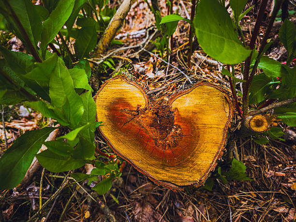 A naturally heart-shaped tree stump found in the forest, surrounded by vibrant green leaves and forest floor textures. This unique formation resembles a love symbol created by nature itself. A perfect representation of pareidolia and a metaphor for emotional connection with the environment. Captured in natural light, this photo highlights the raw beauty and unexpected shapes found in the wild.